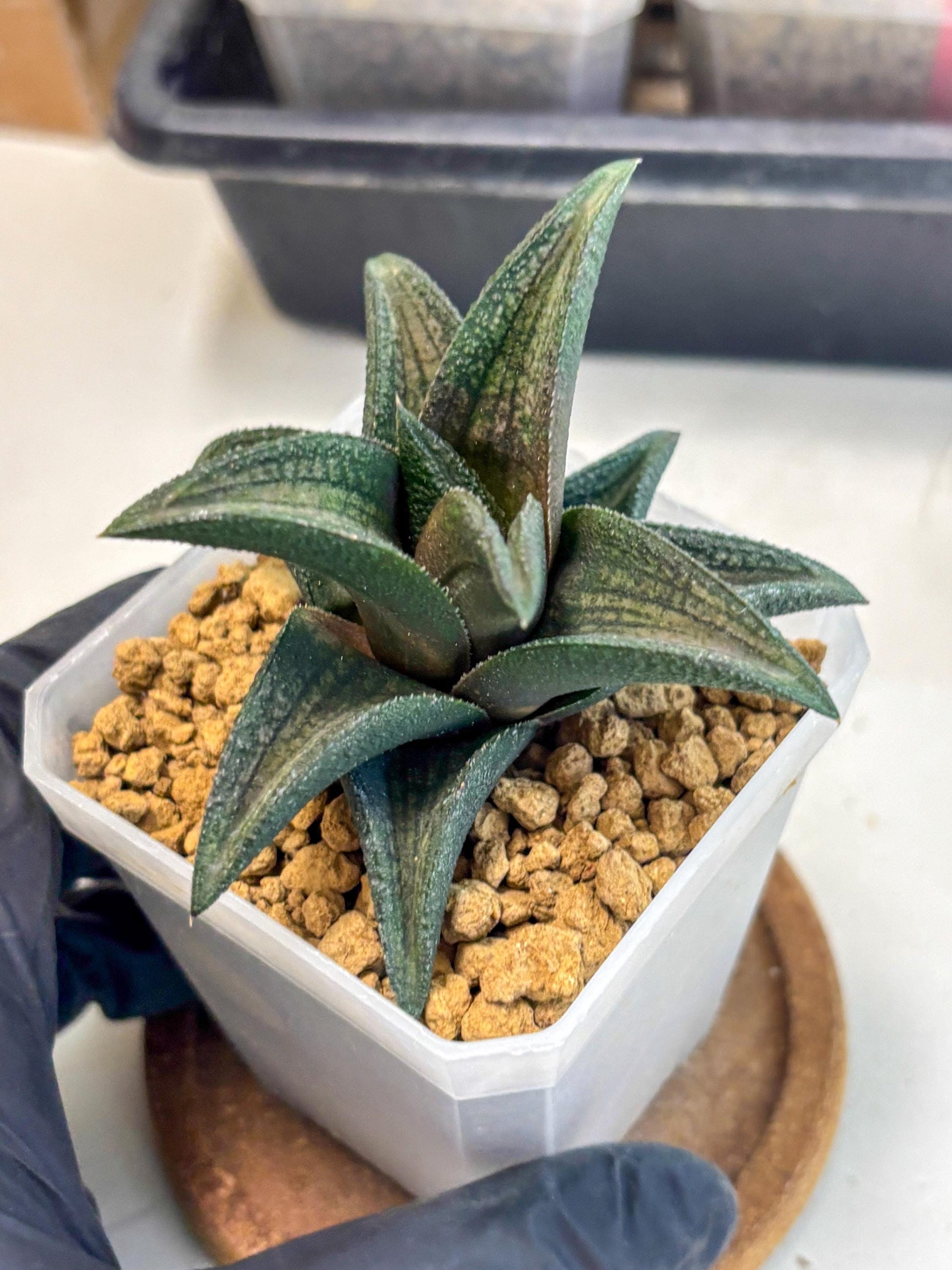 Haworthia Koelmaniorum Sugriva (wa1) (y5) | South Korea Import