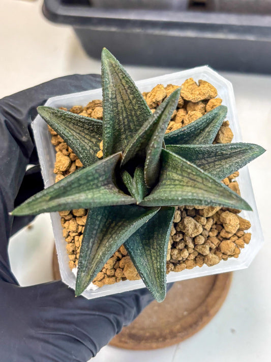 Haworthia Koelmaniorum Sugriva (wa1) (y5) | South Korea Import