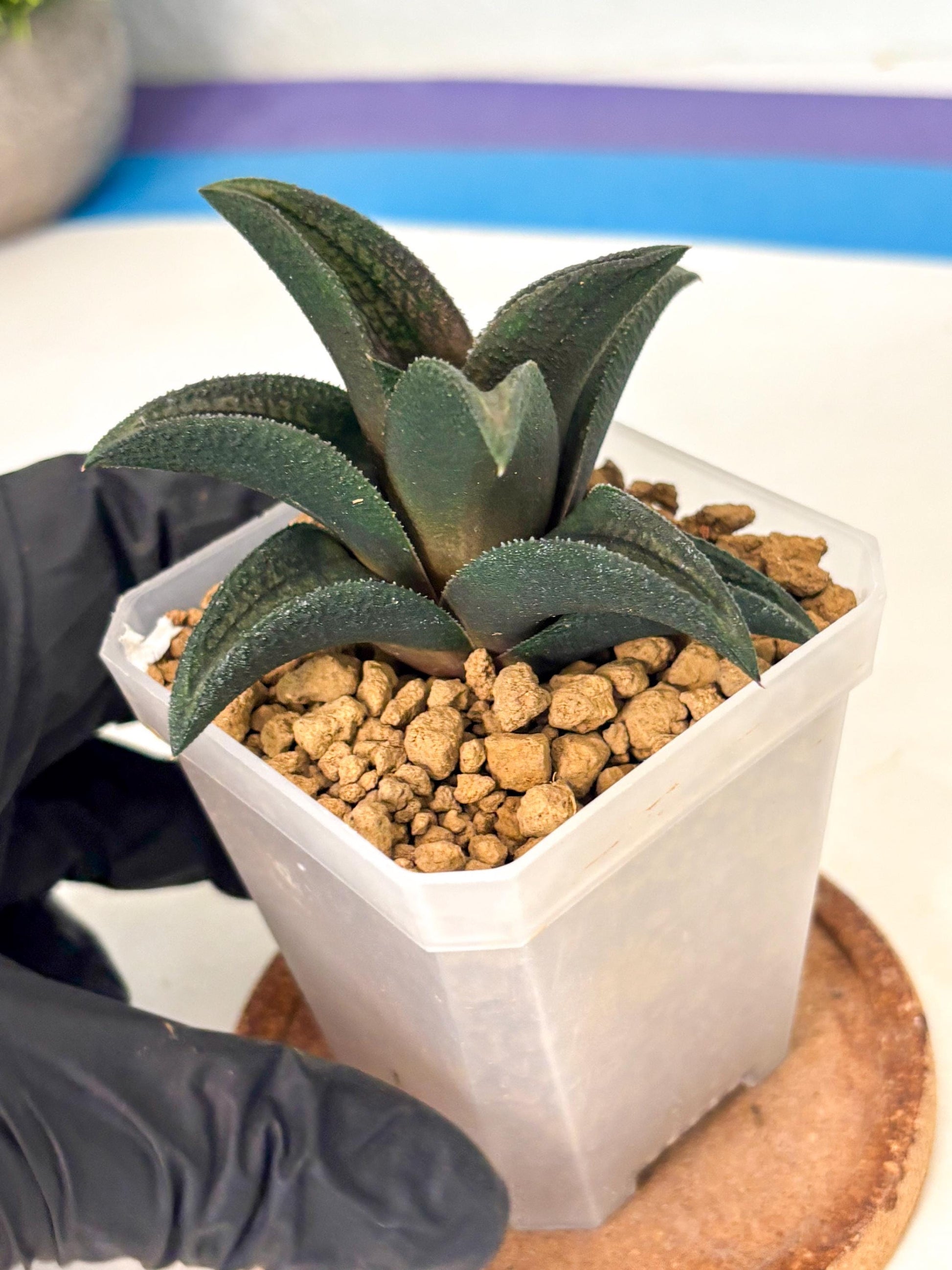 Haworthia Koelmaniorum Sugriva (wa1) (y5) | South Korea Import