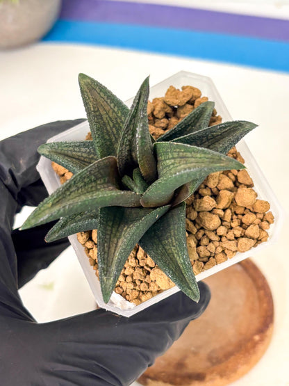 Haworthia Koelmaniorum Sugriva (wa1) (y5) | South Korea Import