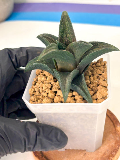 Haworthia Koelmaniorum Sugriva (wa1) (y5) | South Korea Import