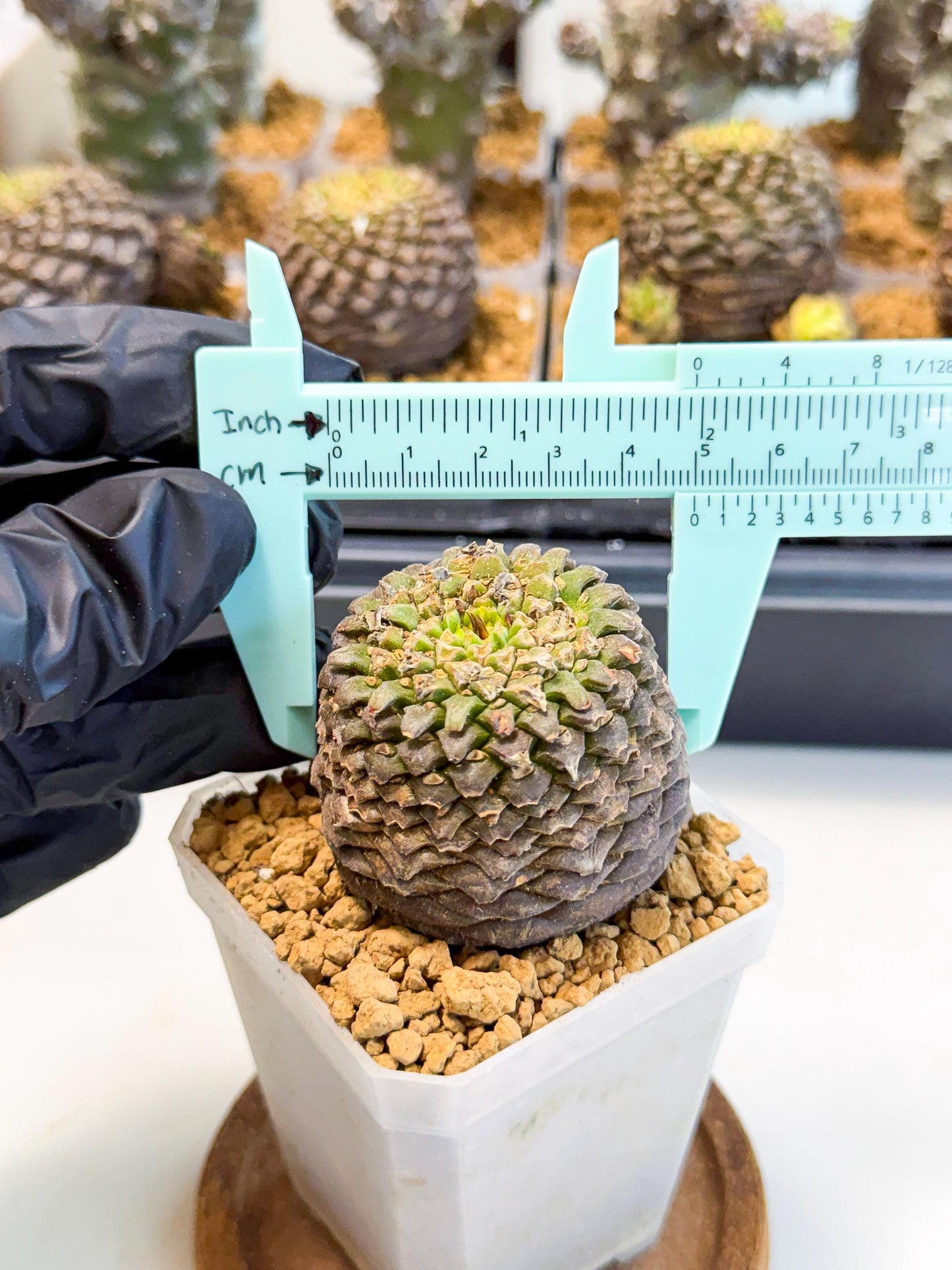 Euphorb Bupleurifolia (1) | Rare House Plant