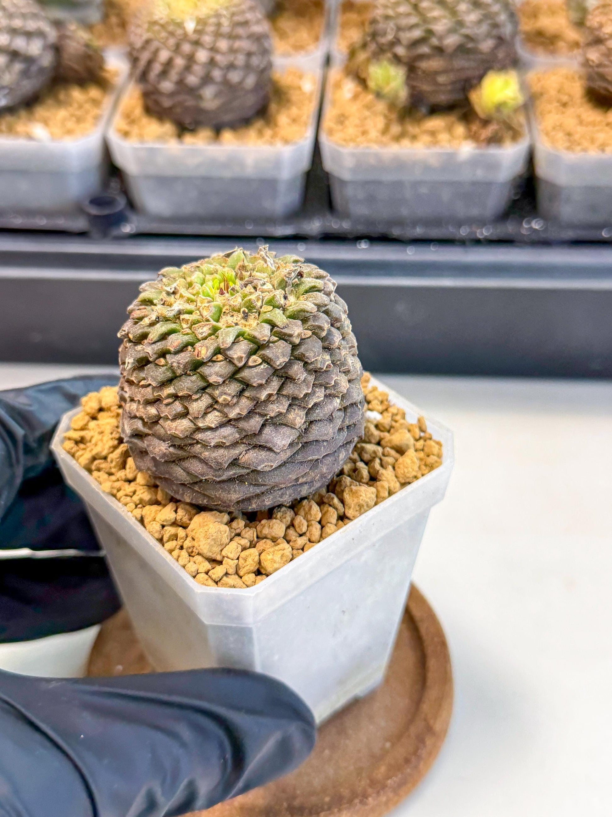 Euphorb Bupleurifolia (1) | Rare House Plant