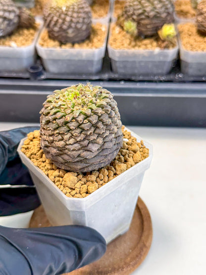 Euphorb Bupleurifolia (1) | Rare House Plant