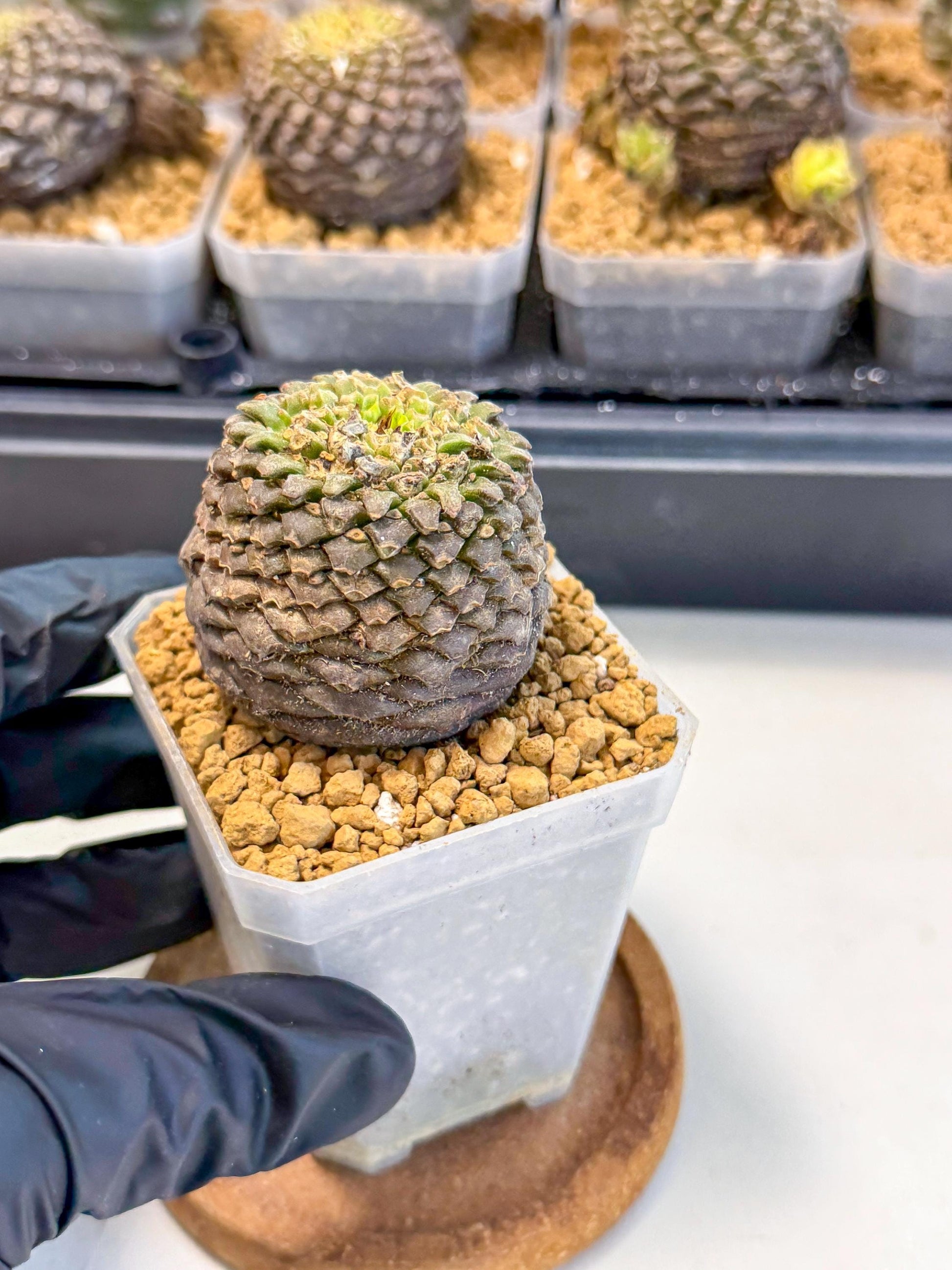 Euphorb Bupleurifolia (1) | Rare House Plant