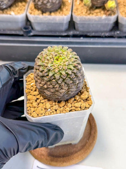 Euphorb Bupleurifolia (1) | Rare House Plant