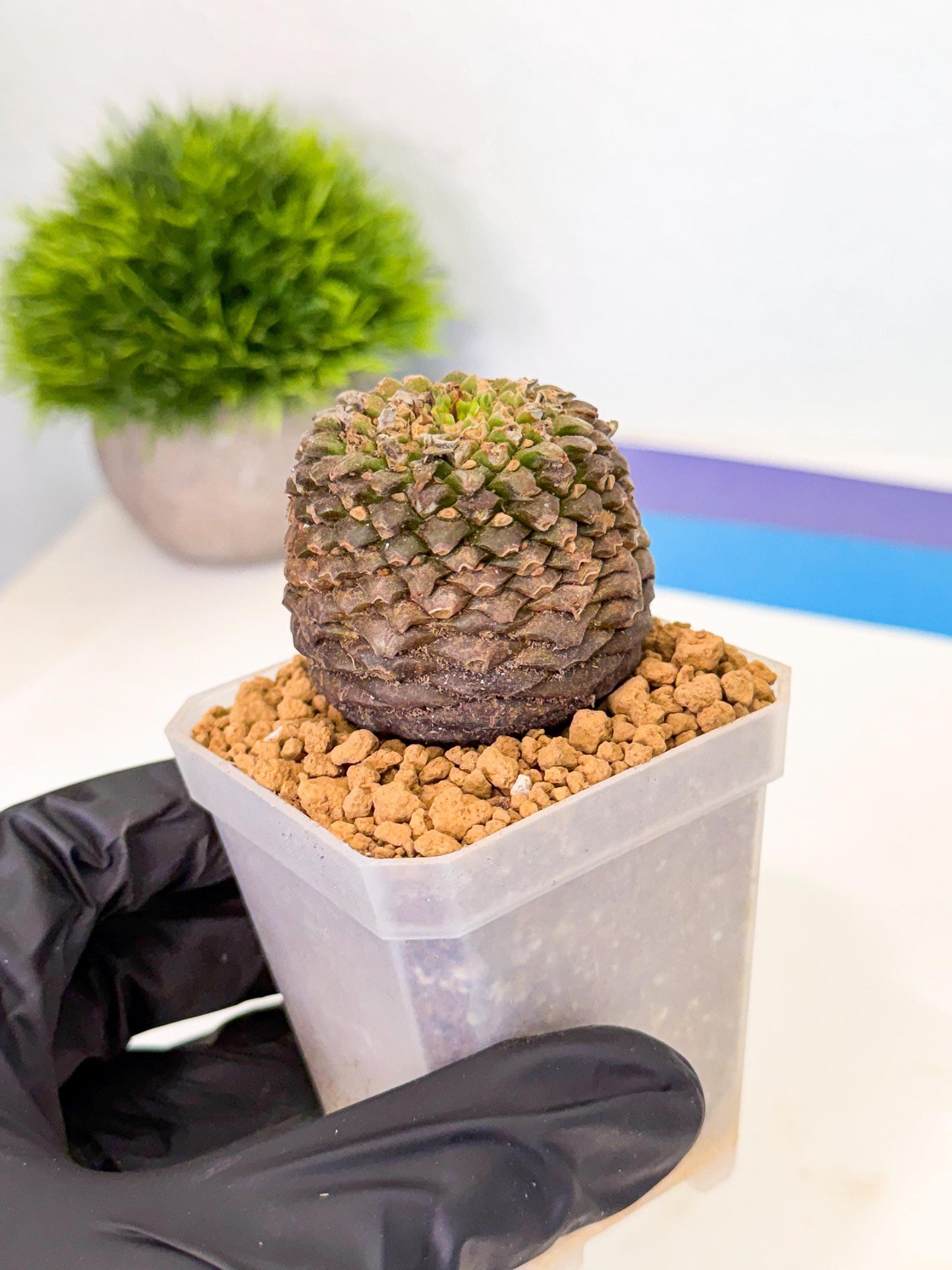 Euphorb Bupleurifolia (1) | Rare House Plant