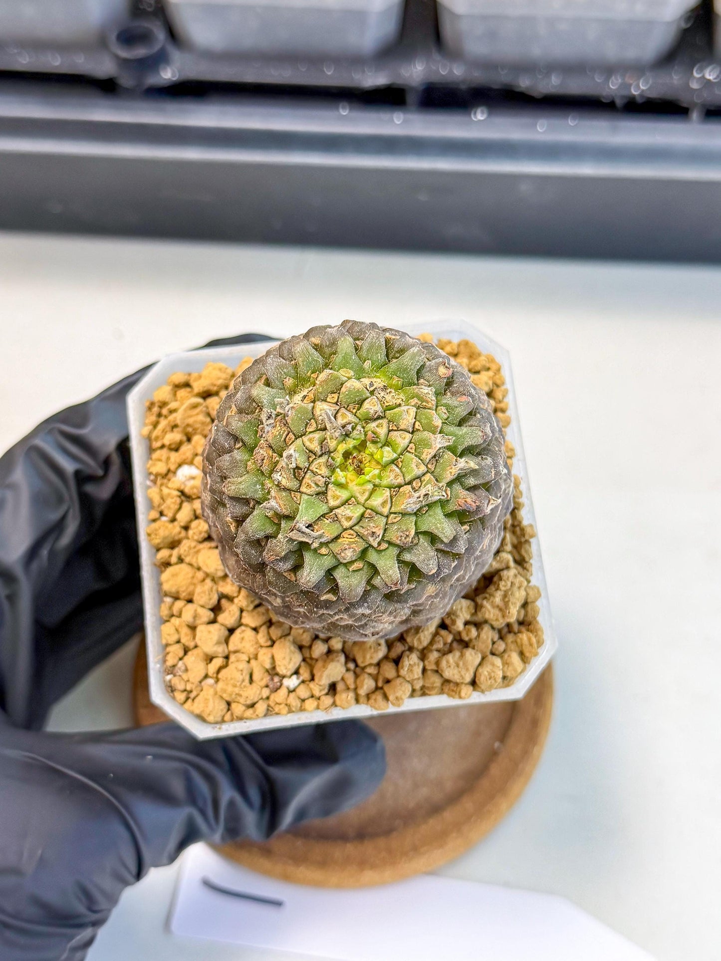 Euphorb Bupleurifolia (1) | Rare House Plant