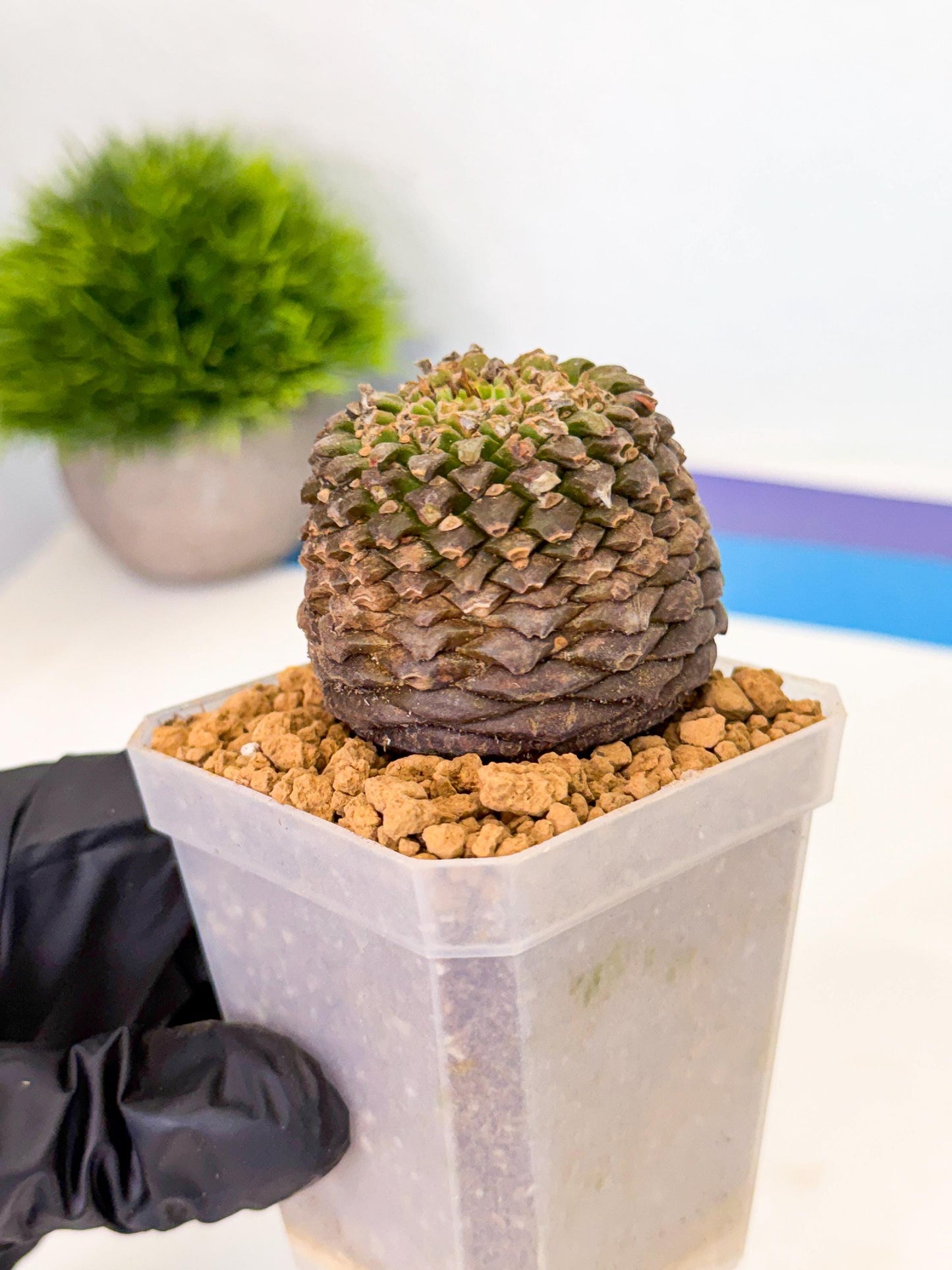 Euphorb Bupleurifolia (1) | Rare House Plant