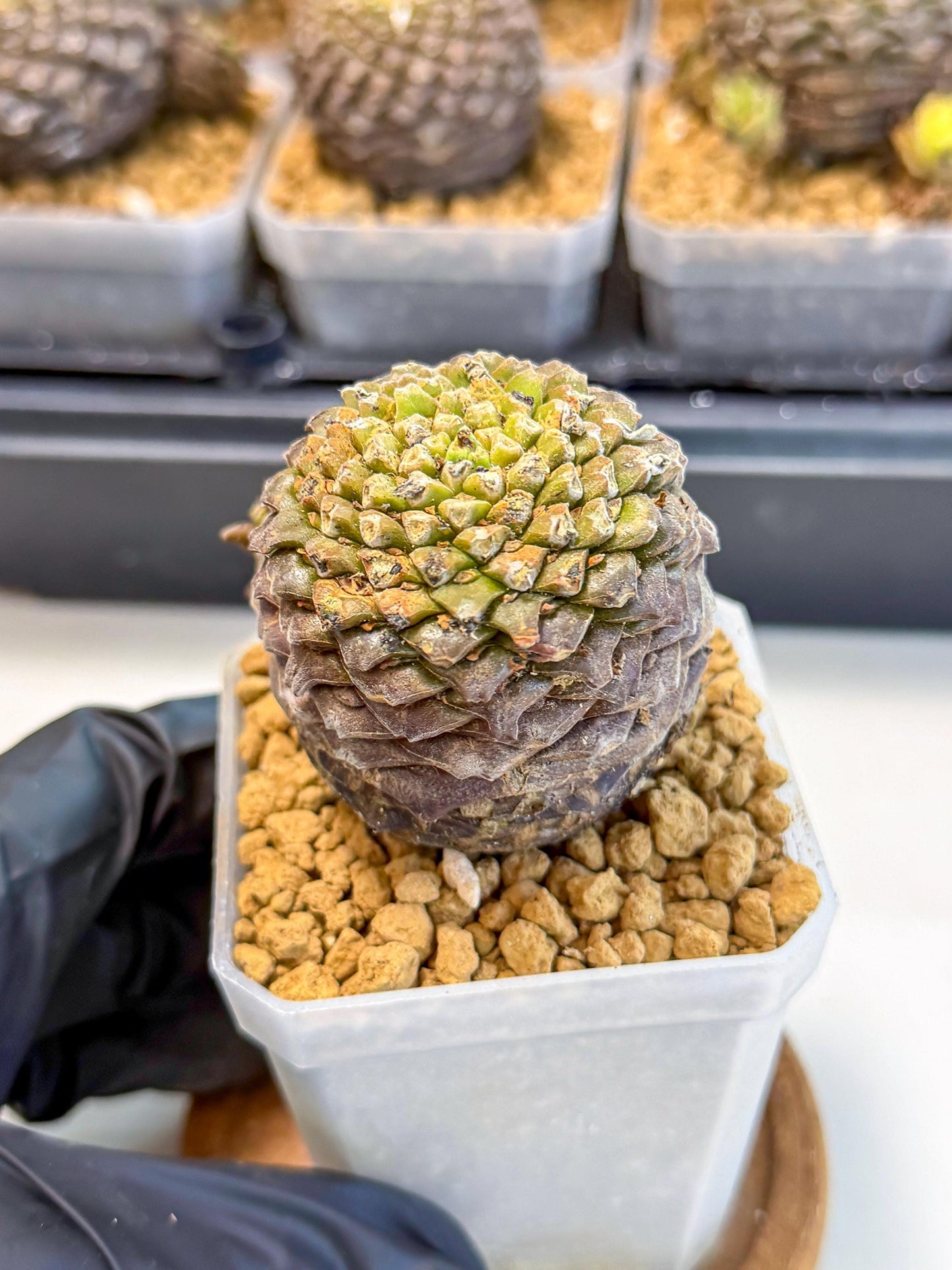 Euphorb Bupleurifolia (2) | Rare House Plant