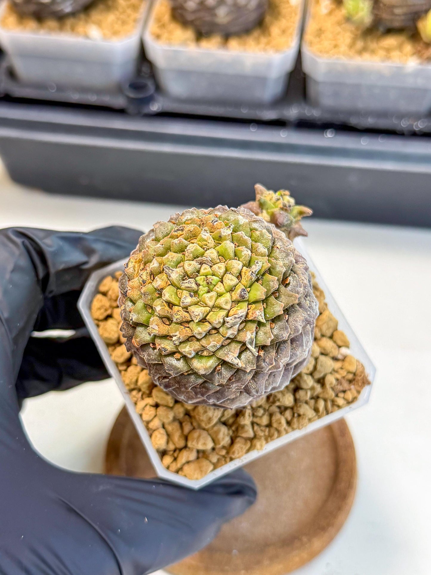 Euphorb Bupleurifolia (2) | Rare House Plant