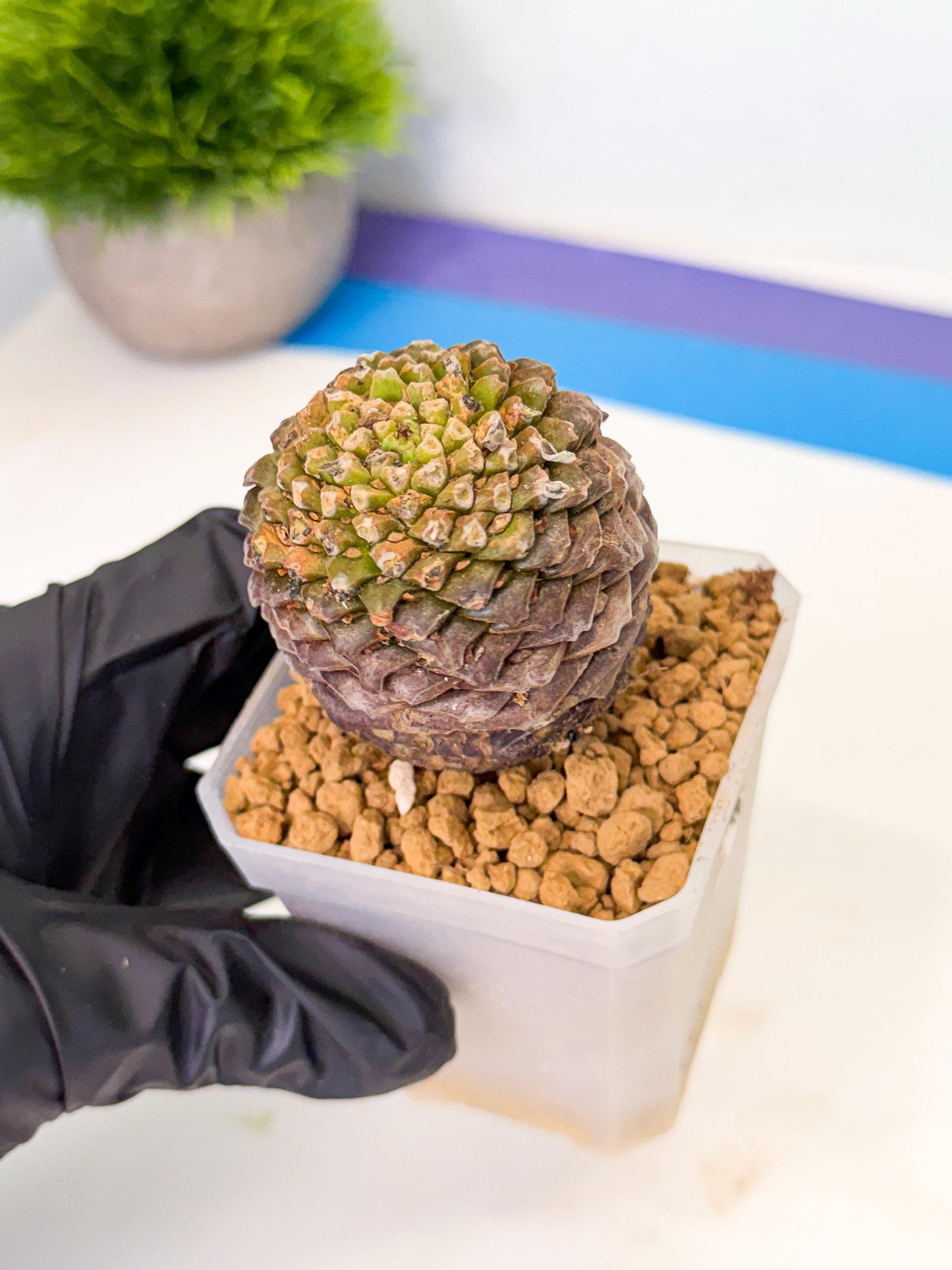 Euphorb Bupleurifolia (2) | Rare House Plant