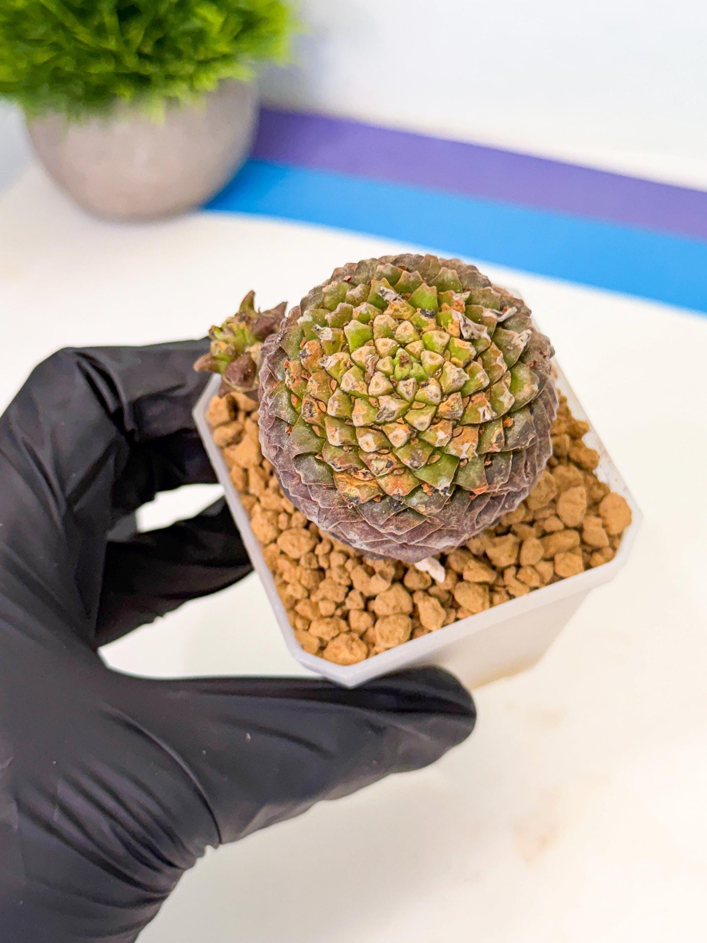 Euphorb Bupleurifolia (2) | Rare House Plant