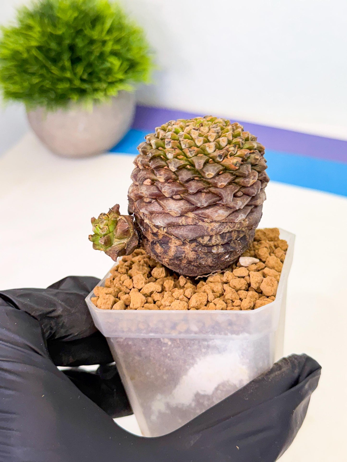 Euphorb Bupleurifolia (2) | Rare House Plant