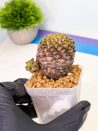 Euphorb Bupleurifolia (2) | Rare House Plant