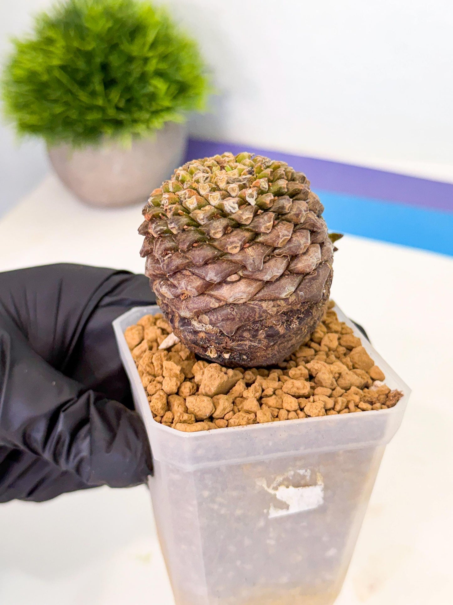 Euphorb Bupleurifolia (2) | Rare House Plant