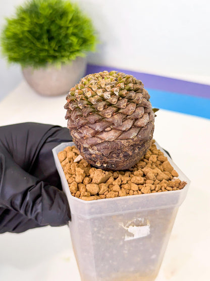 Euphorb Bupleurifolia (2) | Rare House Plant