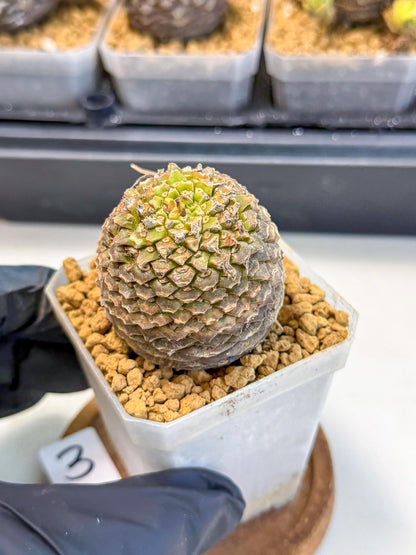 Euphorb Bupleurifolia (3) | Rare House Plant