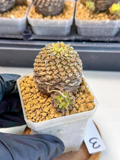 Euphorb Bupleurifolia (3) | Rare House Plant