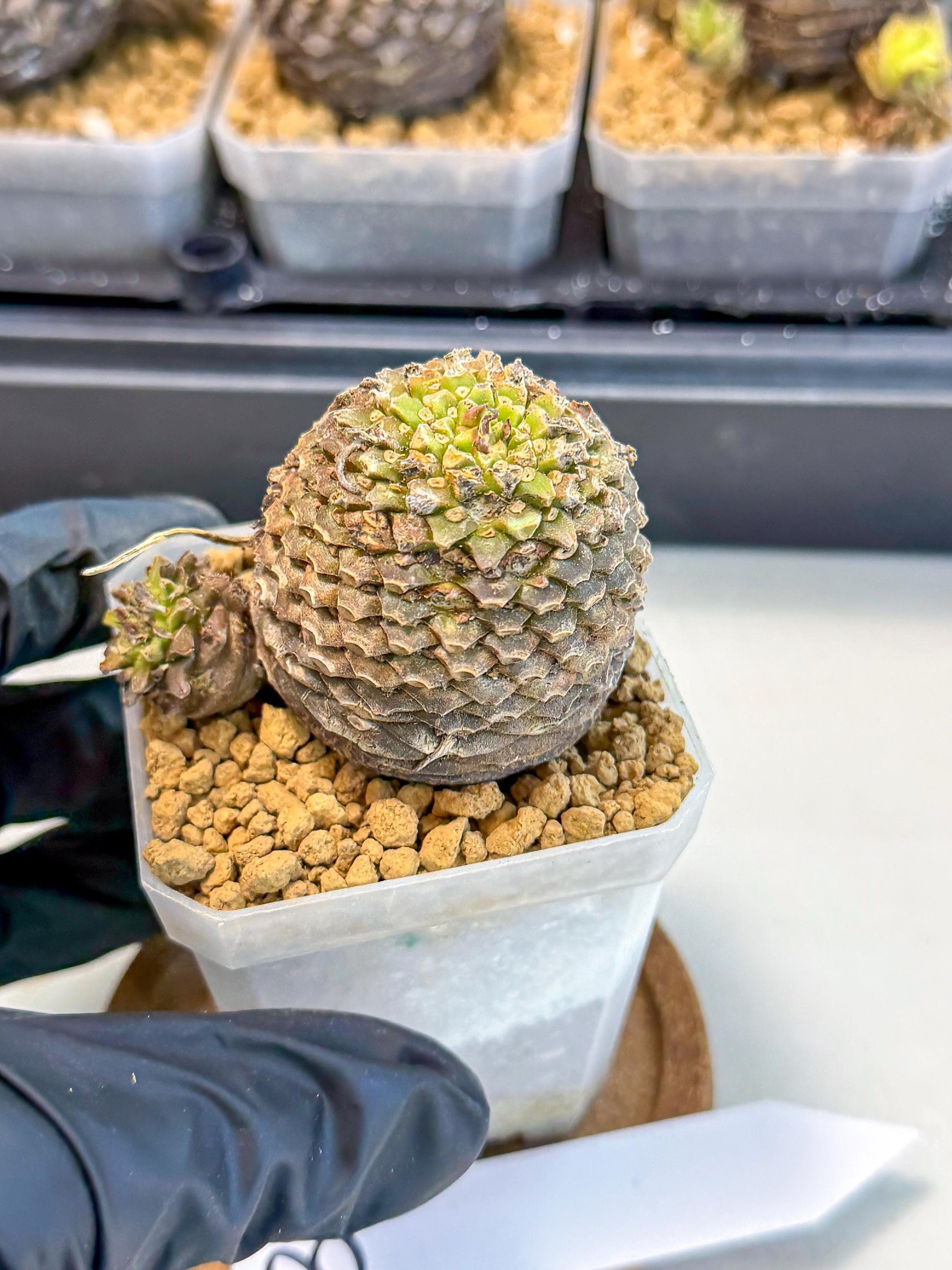 Euphorb Bupleurifolia (3) | Rare House Plant