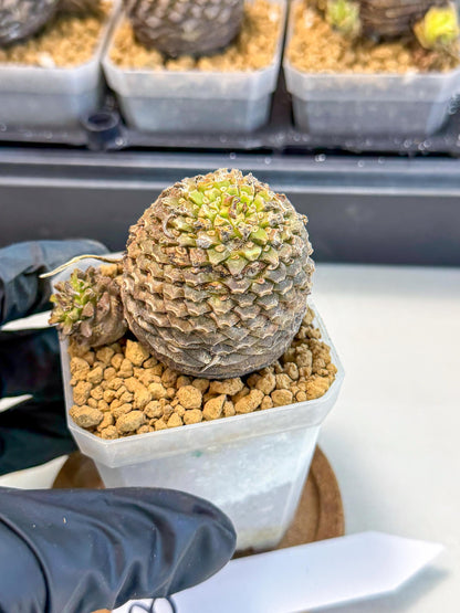 Euphorb Bupleurifolia (3) | Rare House Plant