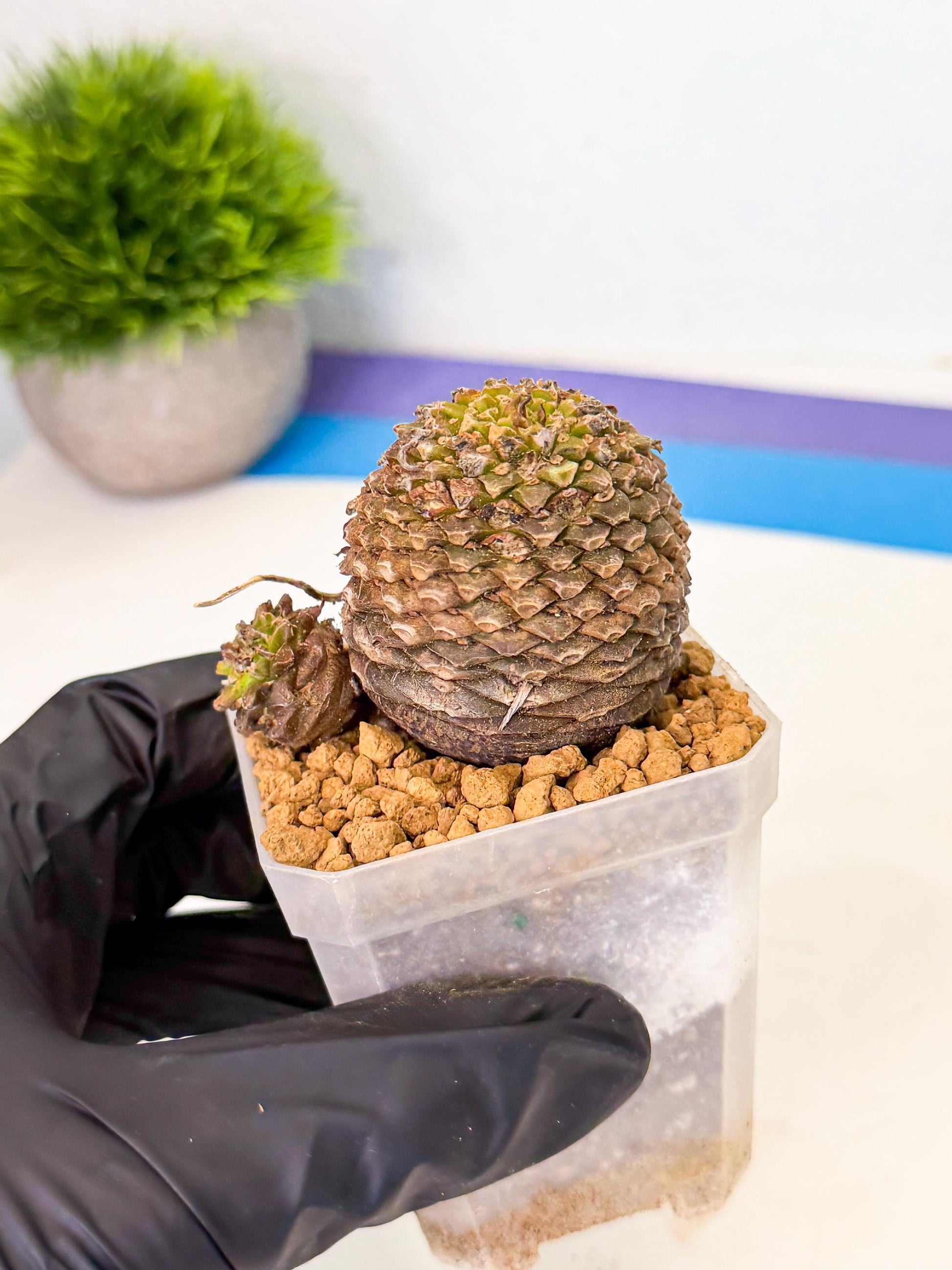 Euphorb Bupleurifolia (3) | Rare House Plant