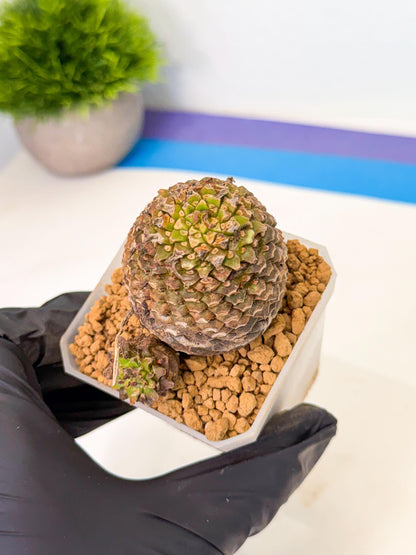Euphorb Bupleurifolia (3) | Rare House Plant