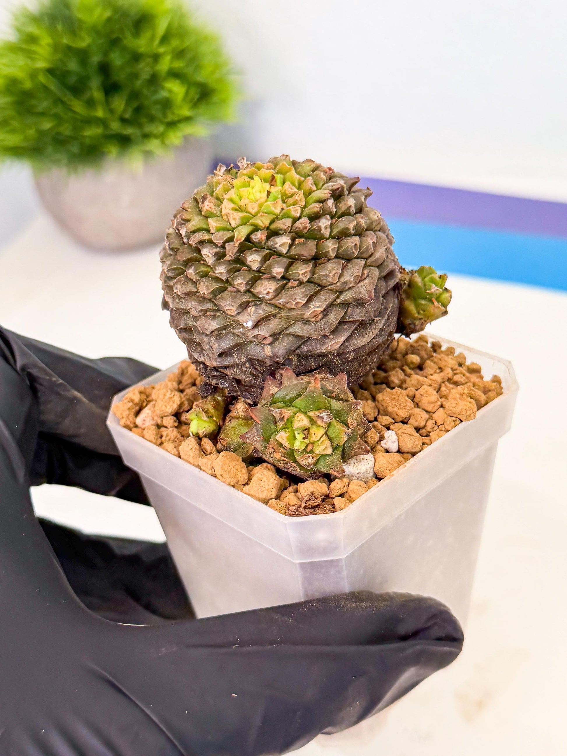 Euphorb Bupleurifolia (4) | Rare House Plant