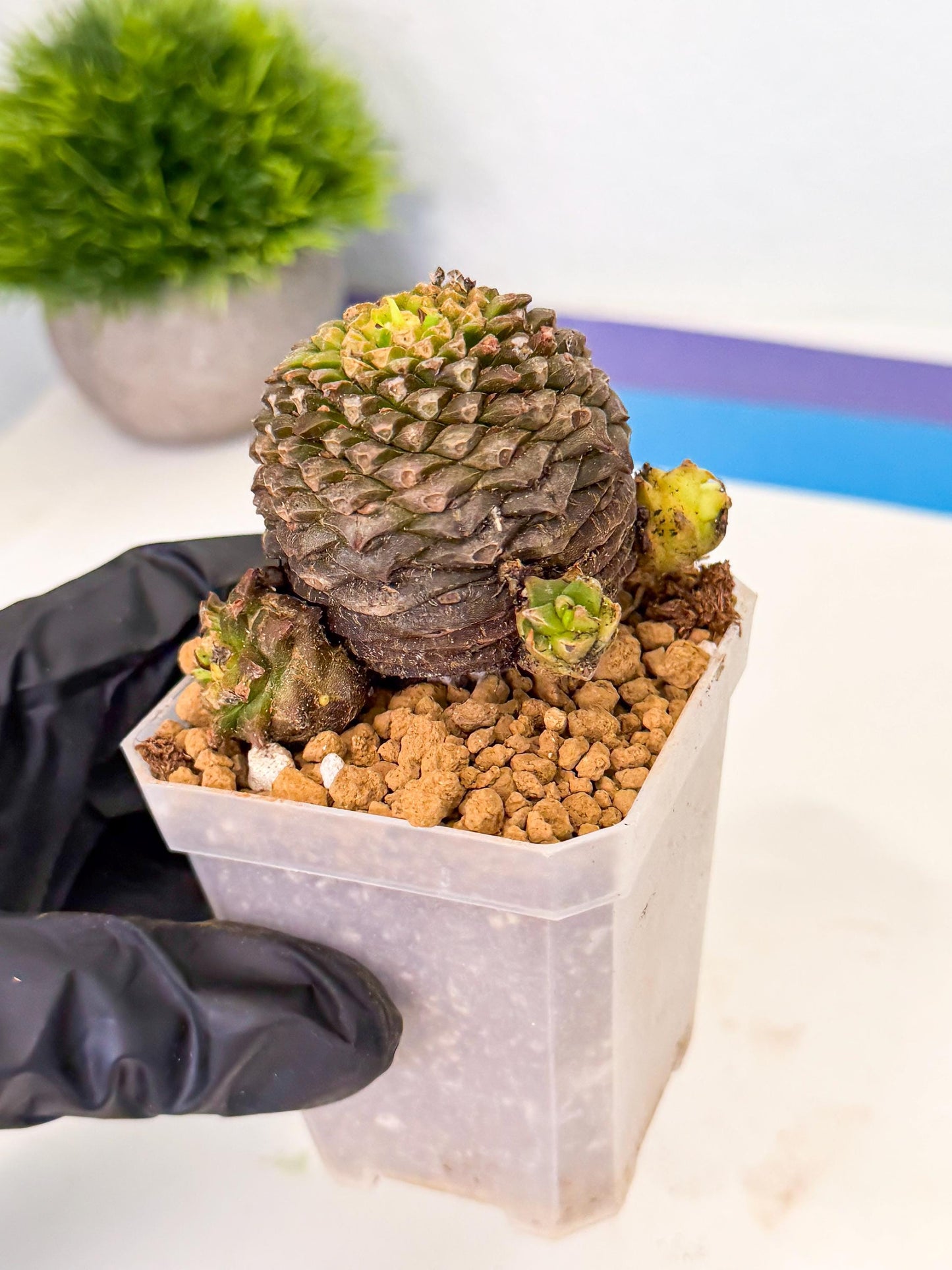 Euphorb Bupleurifolia (4) | Rare House Plant