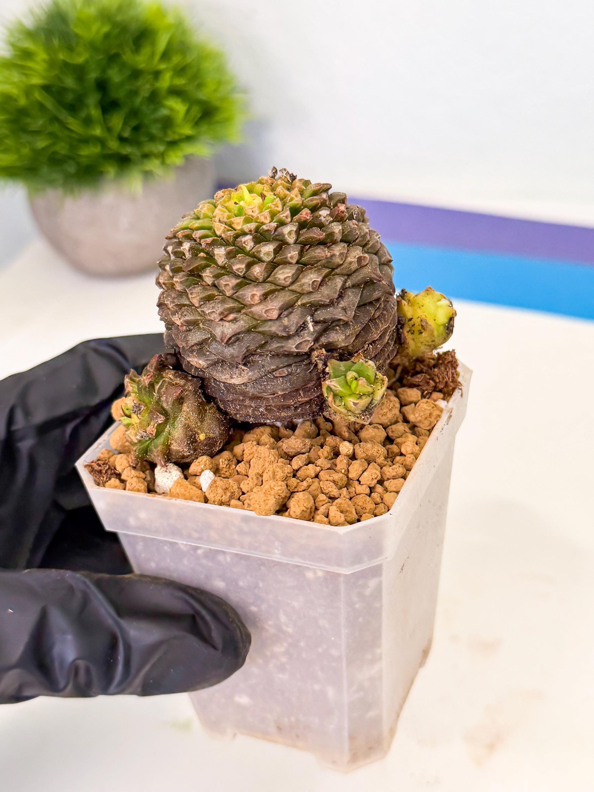 Euphorb Bupleurifolia (4) | Rare House Plant