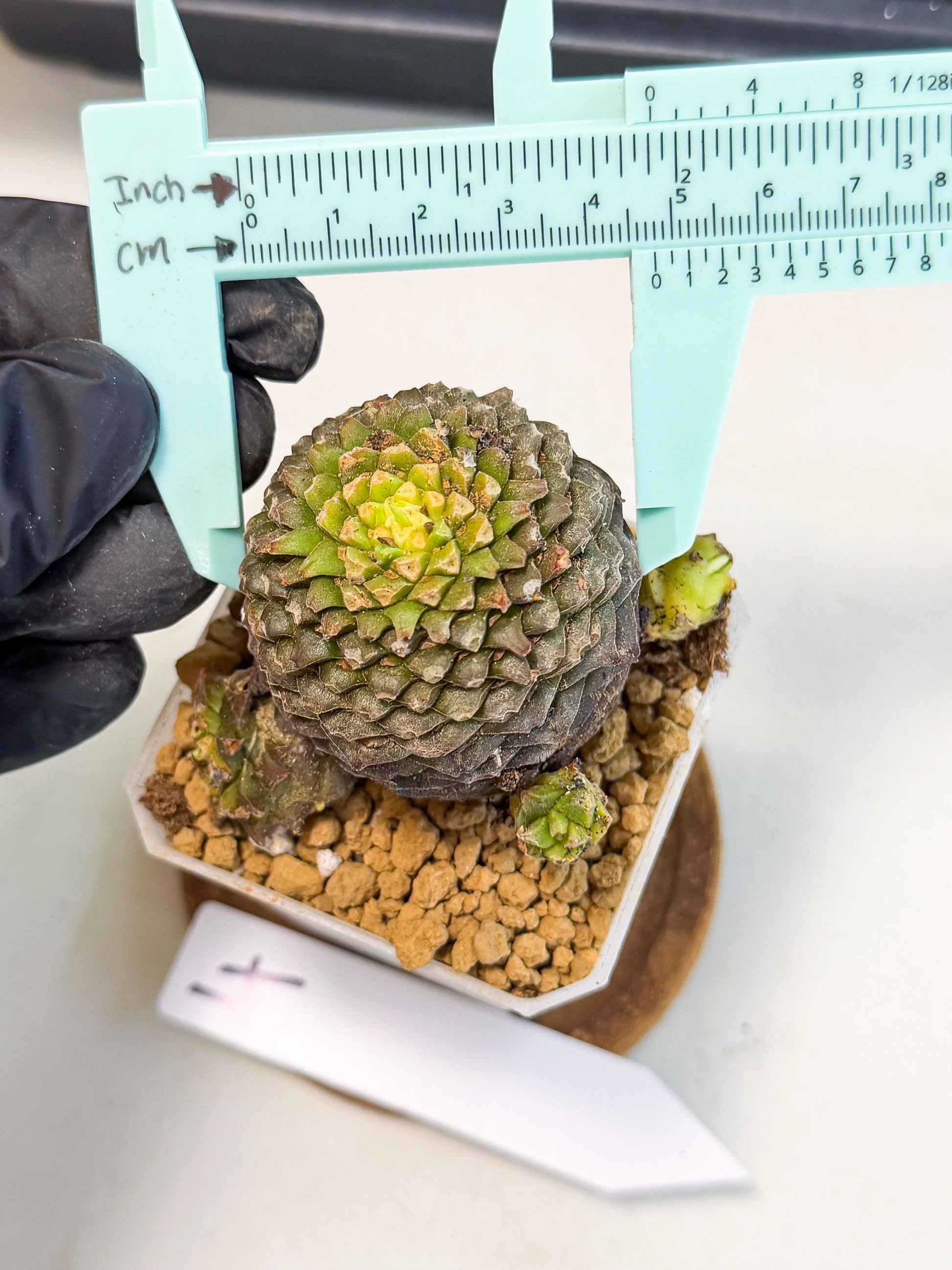 Euphorb Bupleurifolia (4) | Rare House Plant