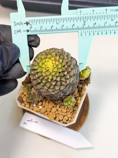 Euphorb Bupleurifolia (4) | Rare House Plant