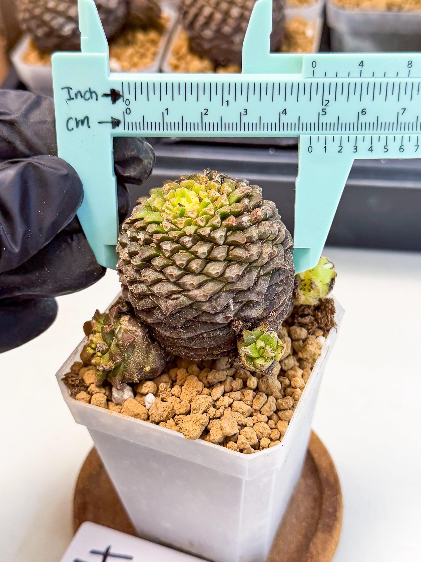 Euphorb Bupleurifolia (4) | Rare House Plant