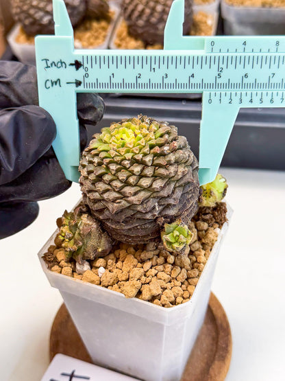Euphorb Bupleurifolia (4) | Rare House Plant