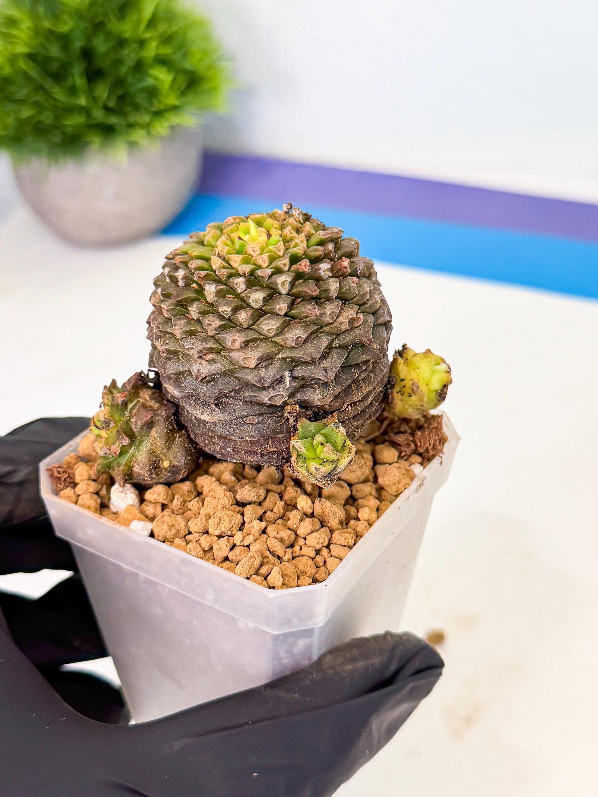 Euphorb Bupleurifolia (4) | Rare House Plant