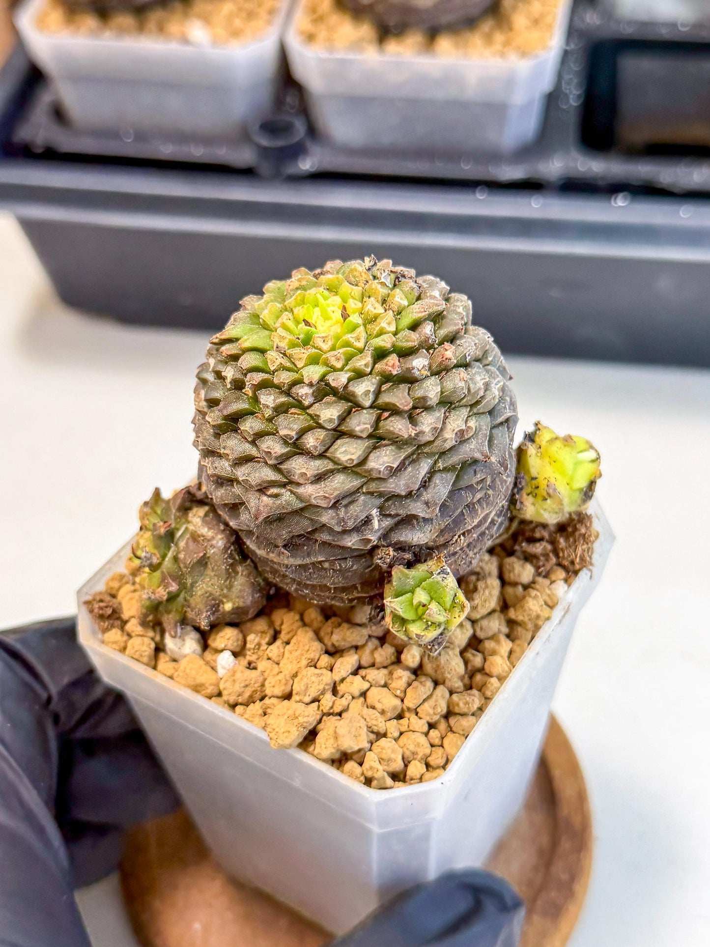 Euphorb Bupleurifolia (4) | Rare House Plant