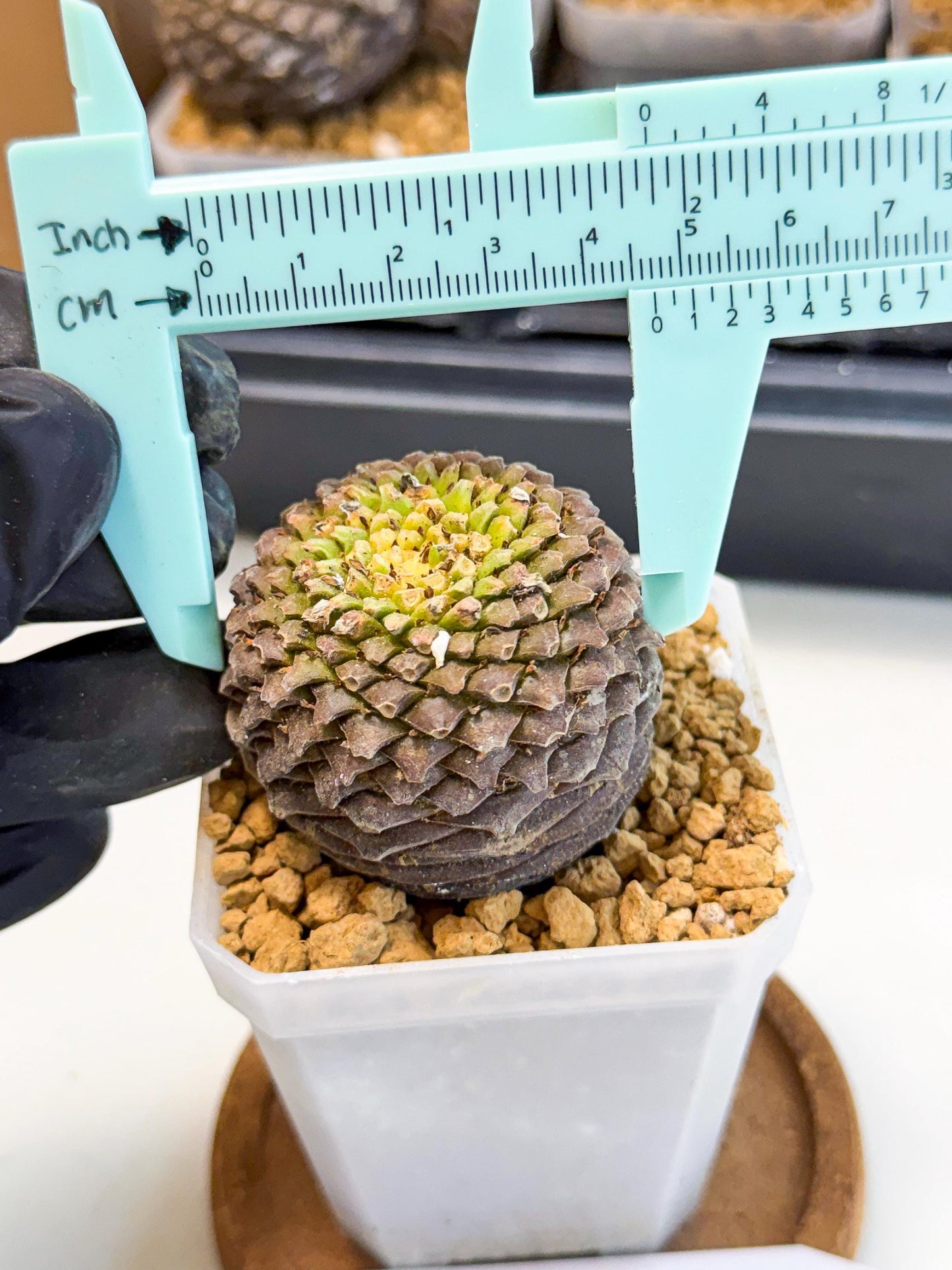 Euphorb Bupleurifolia (5) | Cactus Bonsai