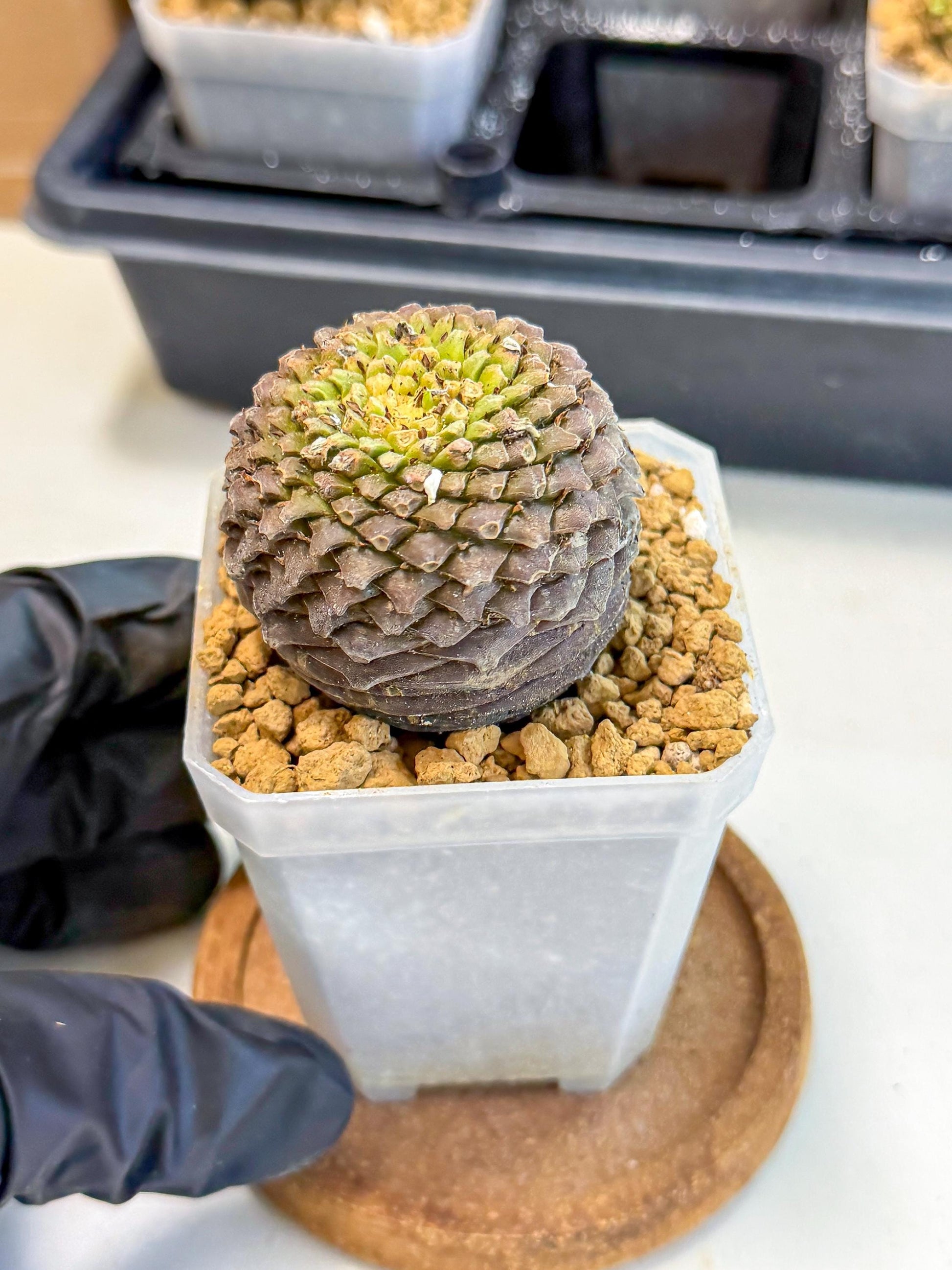 Euphorb Bupleurifolia (5) | Cactus Bonsai