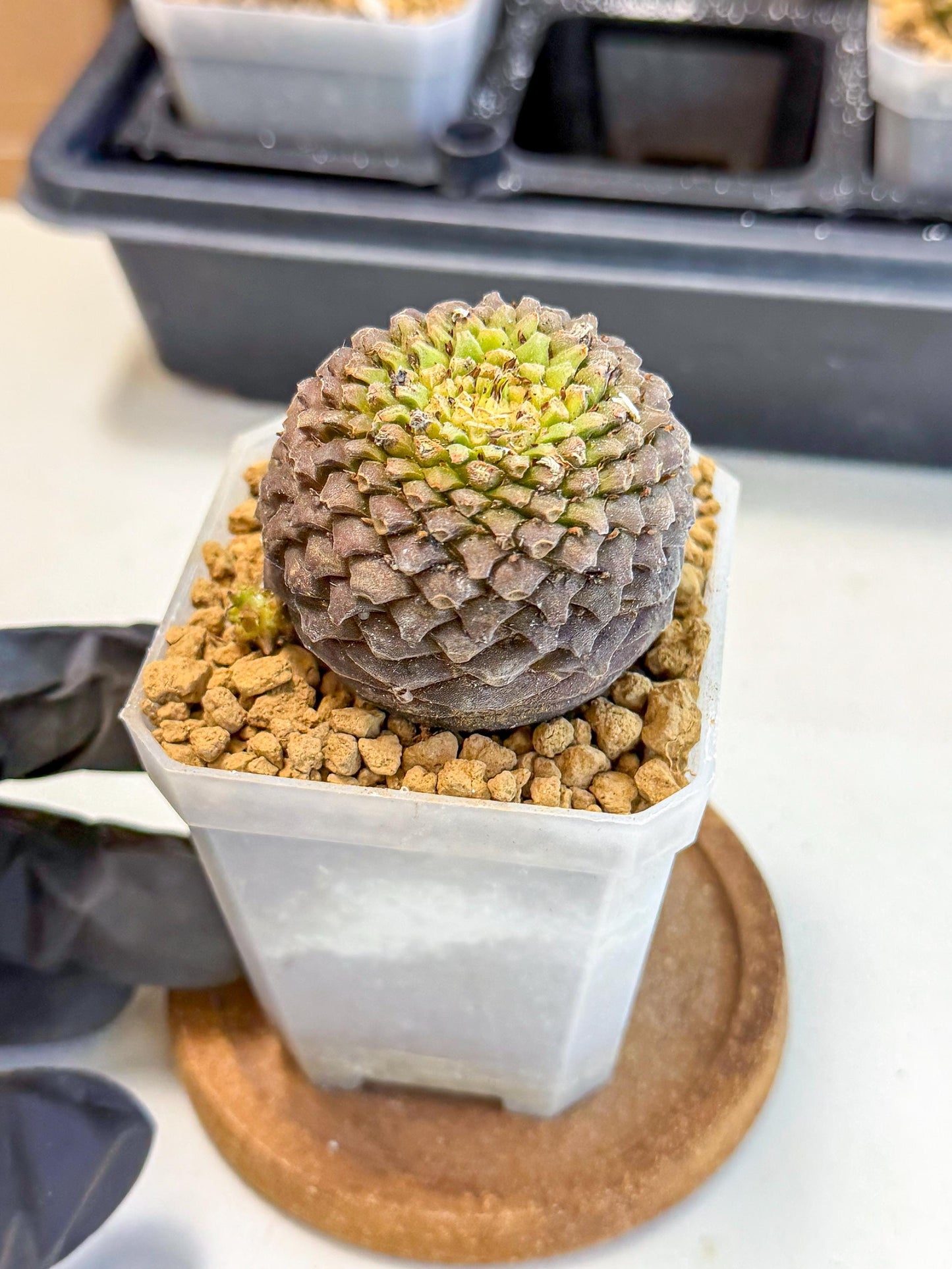 Euphorb Bupleurifolia (5) | Cactus Bonsai