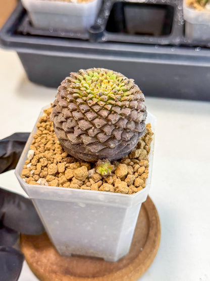 Euphorb Bupleurifolia (5) | Cactus Bonsai