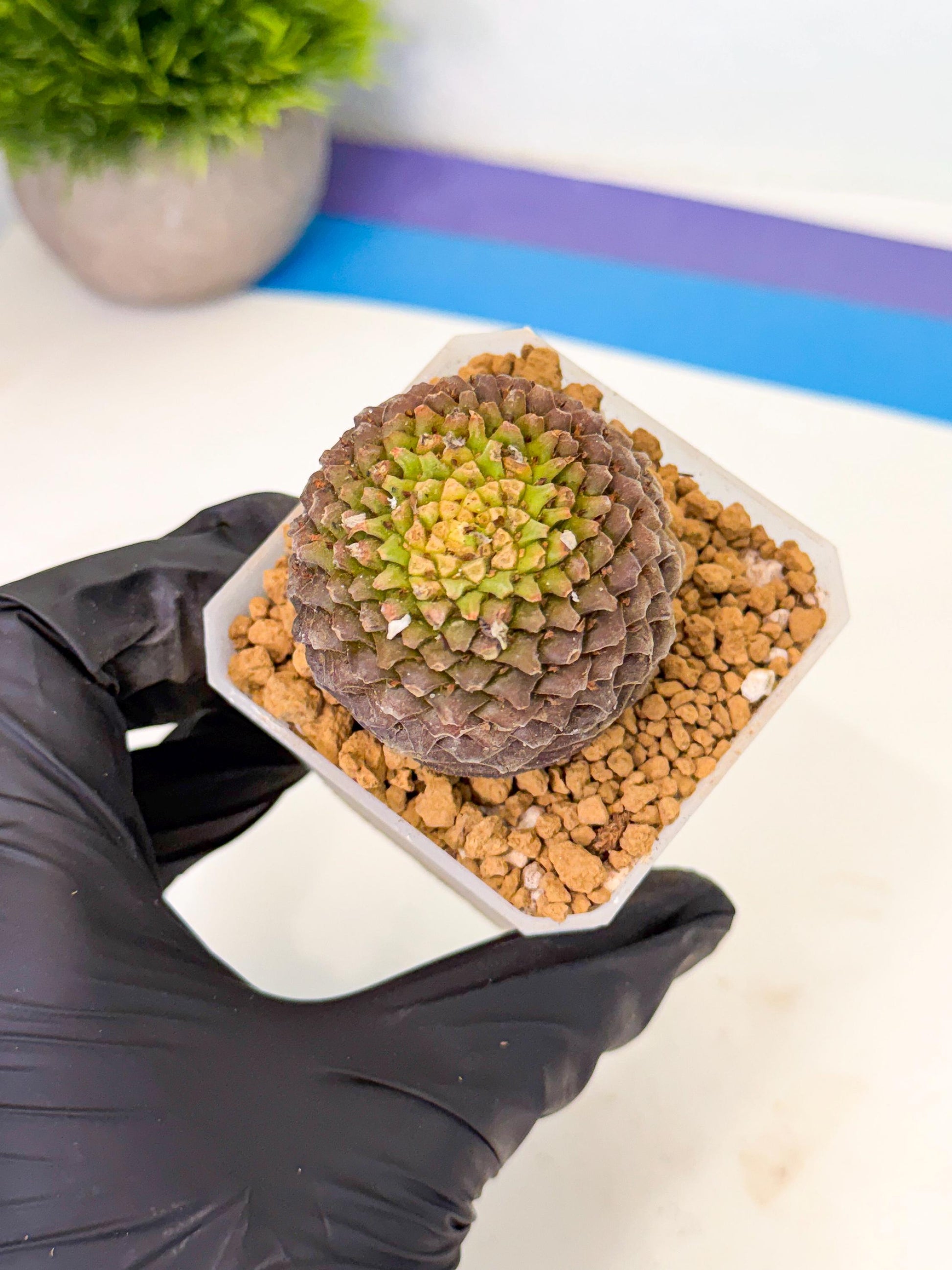 Euphorb Bupleurifolia (5) | Cactus Bonsai