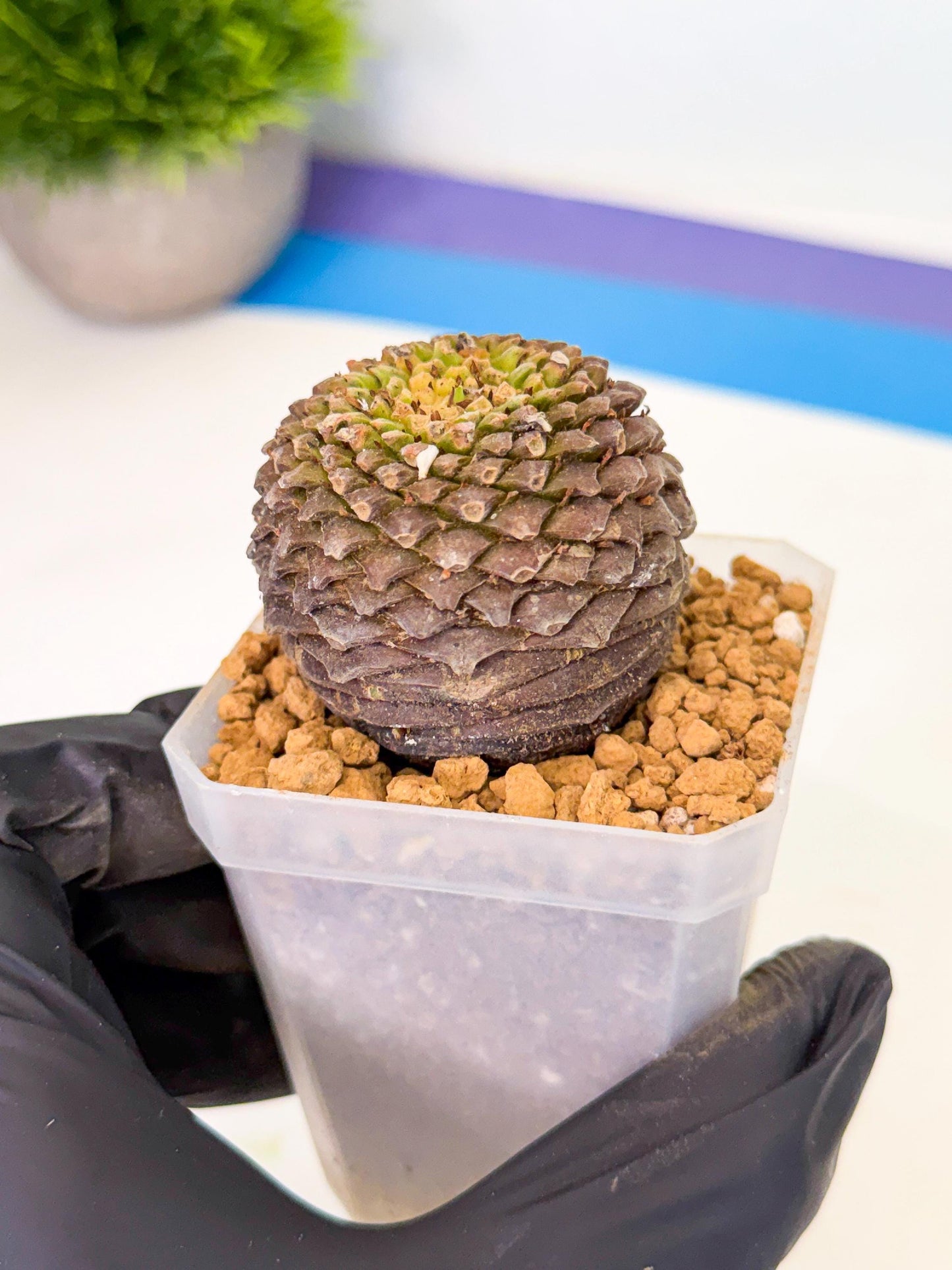 Euphorb Bupleurifolia (5) | Cactus Bonsai