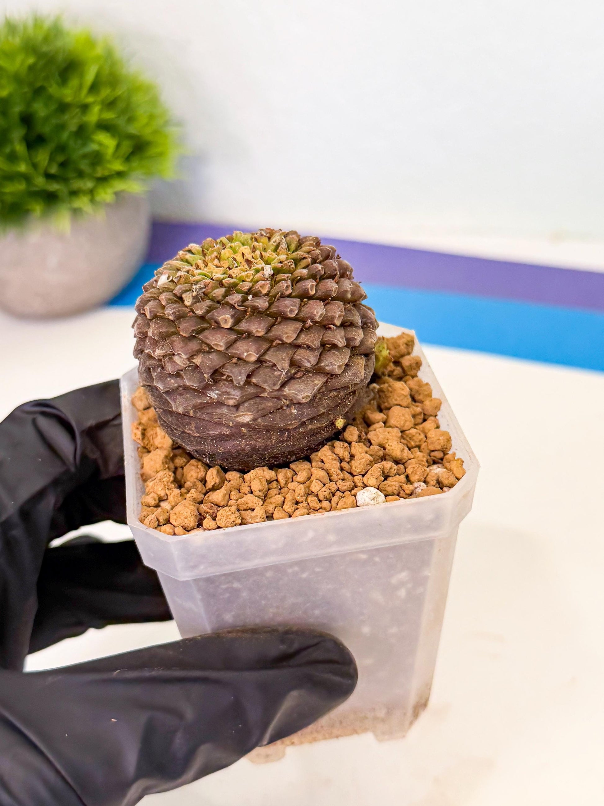 Euphorb Bupleurifolia (5) | Cactus Bonsai