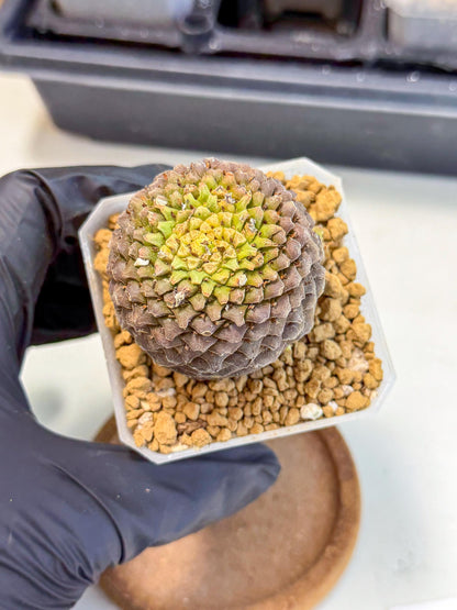 Euphorb Bupleurifolia (5) | Cactus Bonsai