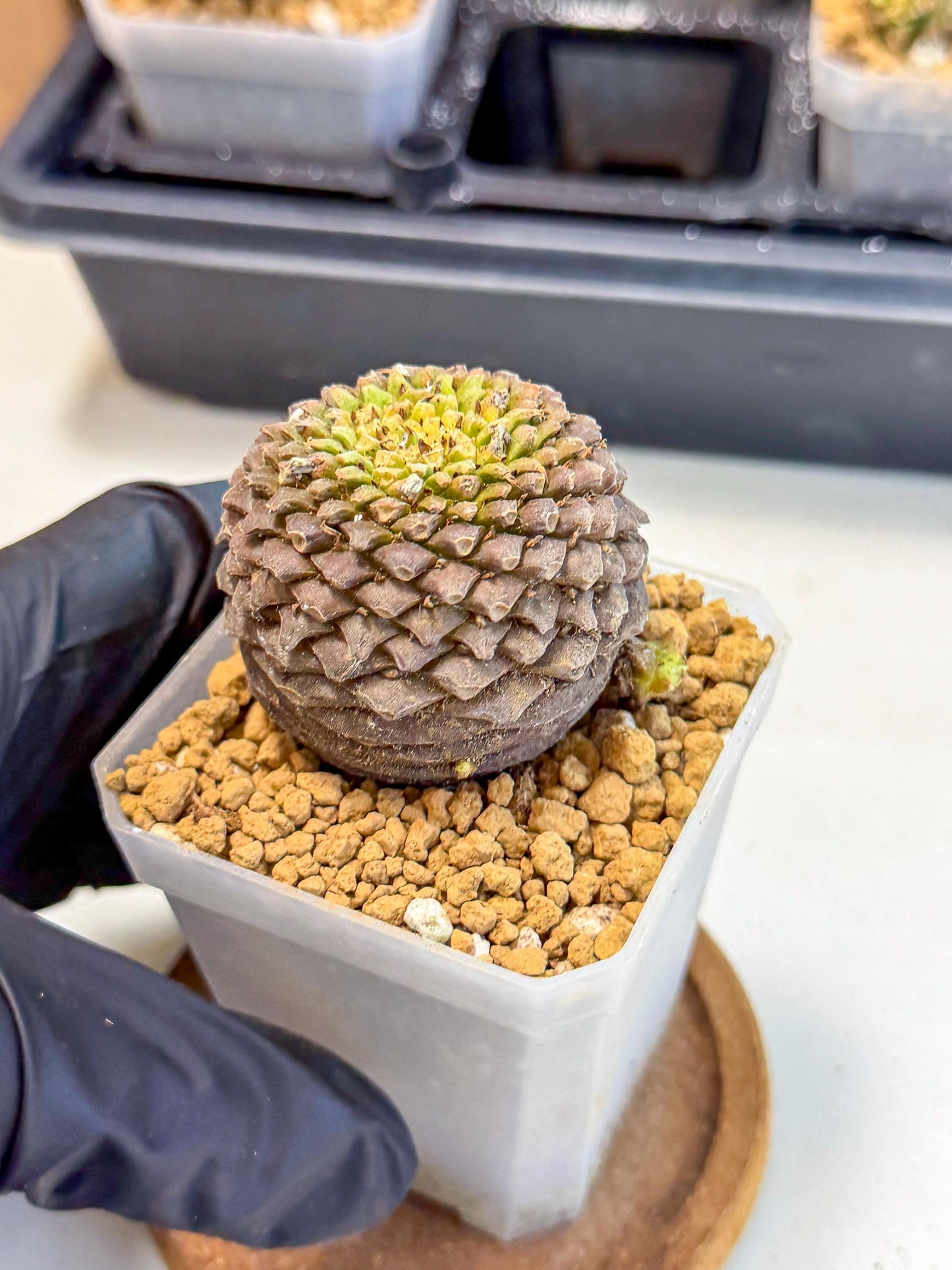 Euphorb Bupleurifolia (5) | Cactus Bonsai
