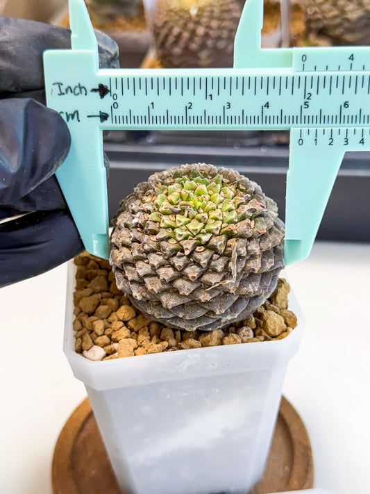 Euphorb Bupleurifolia (6) | Cactus Bonsai