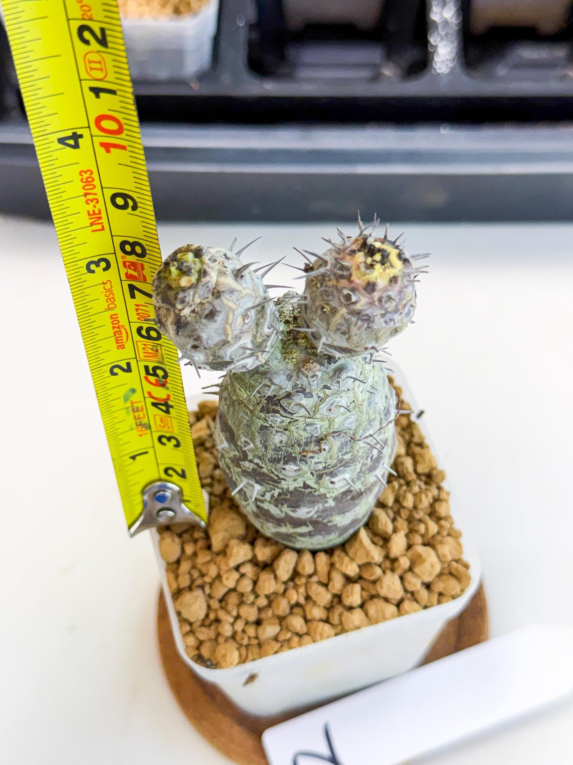 Pachypodioides (2) | Cactus Bonsai