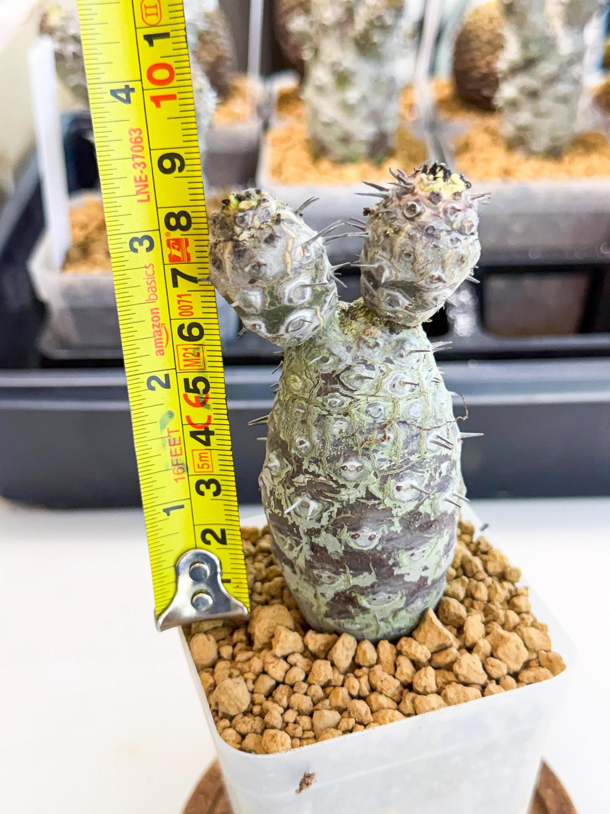 Pachypodioides (2) | Cactus Bonsai