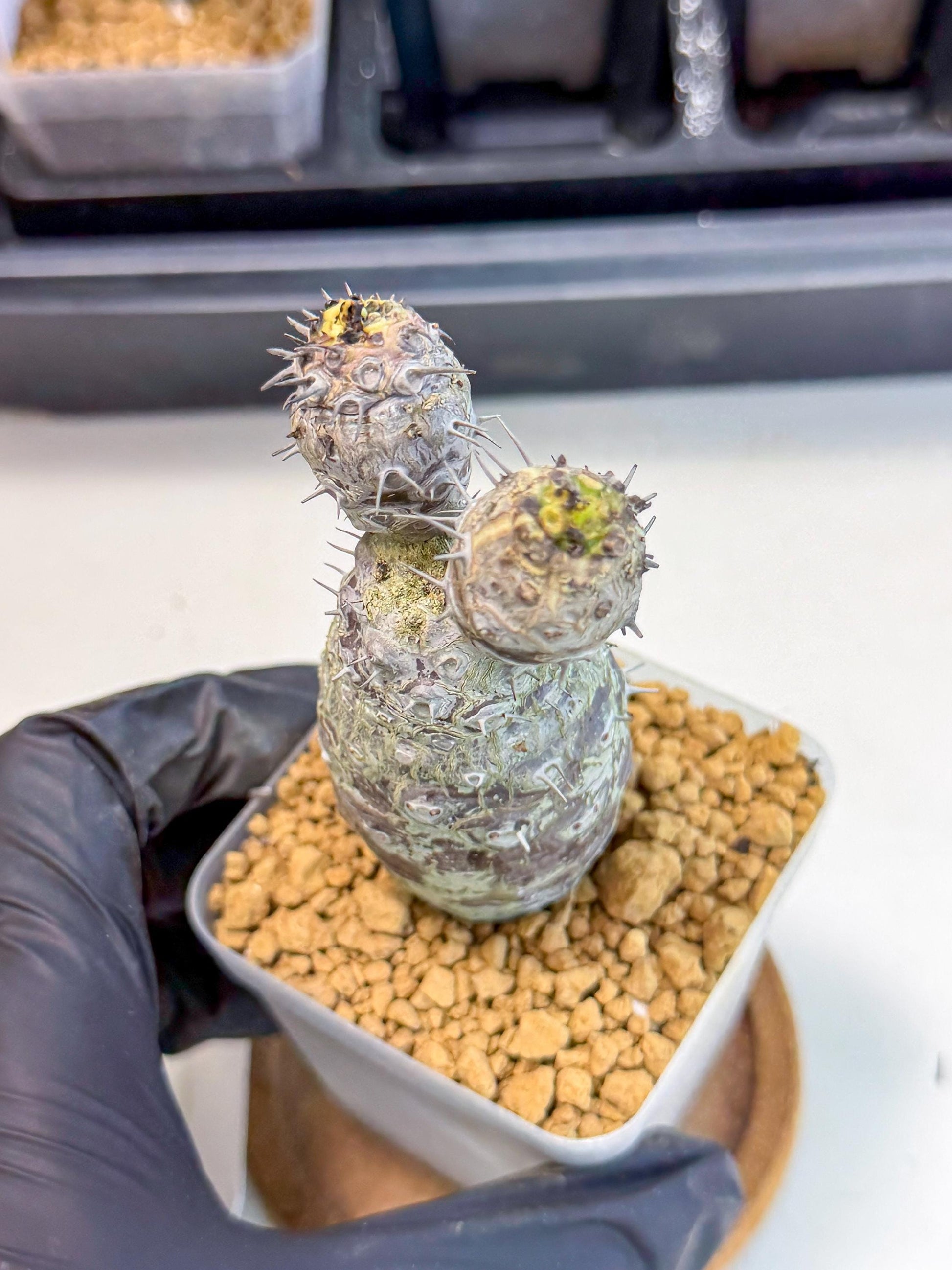 Pachypodioides (2) | Cactus Bonsai