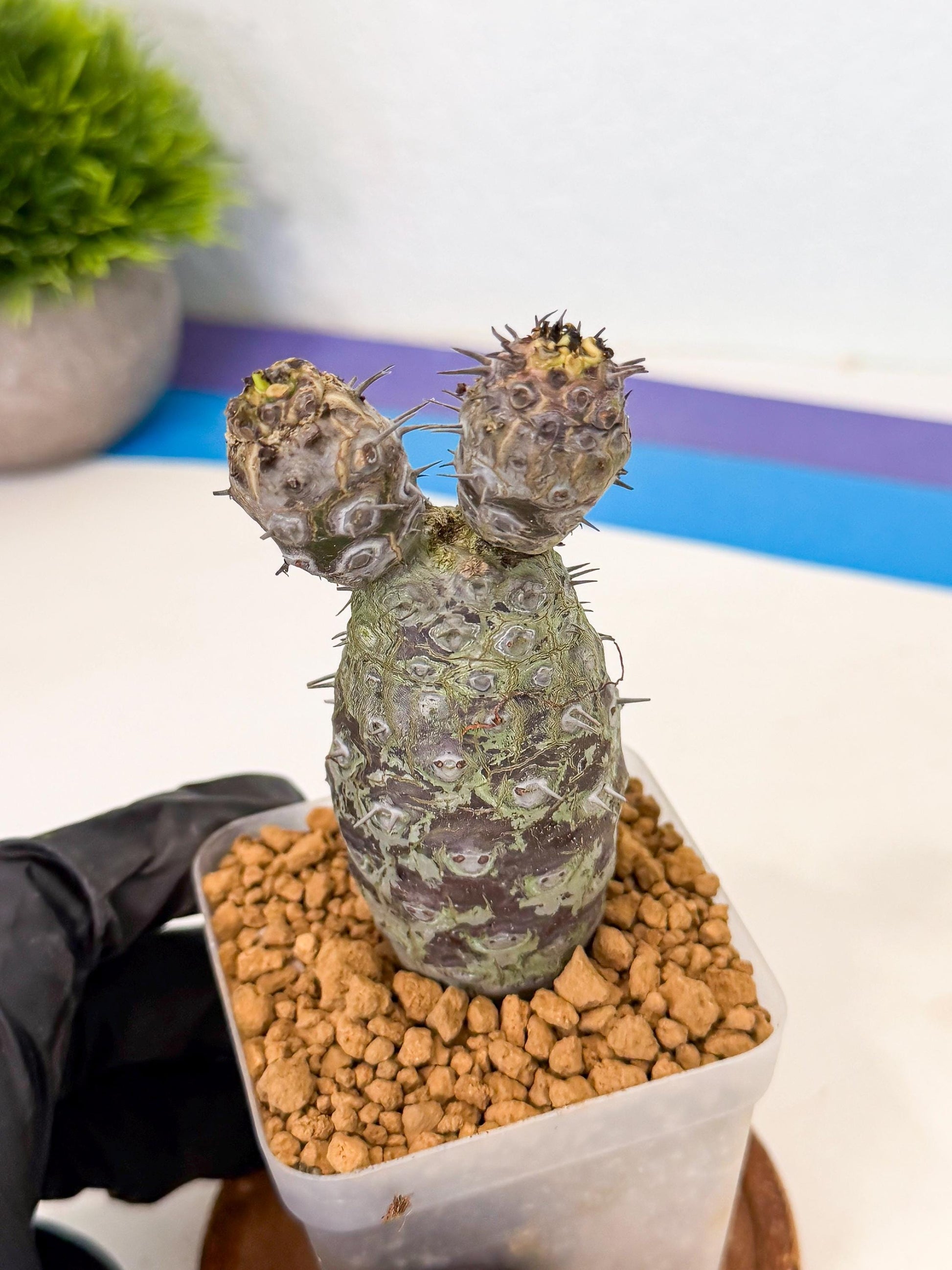 Pachypodioides (2) | Cactus Bonsai